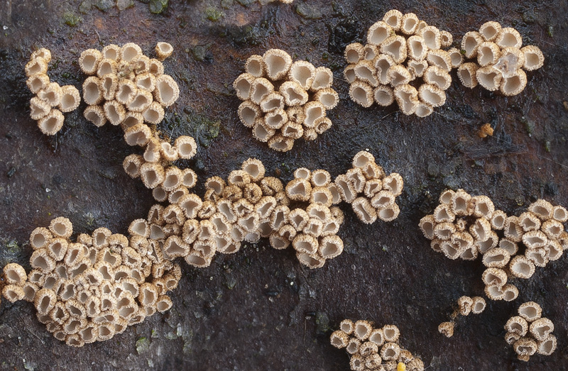 Merismodes confusa